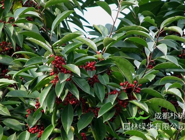 铁冬青价格-图片-别名-形态特征-生长习性-分布情况以及经济价值