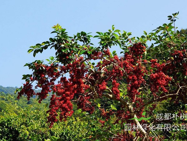 铁冬青栽培方法以及病虫防治介绍