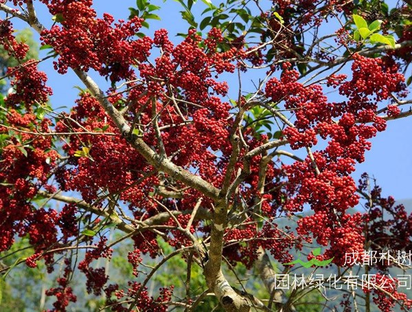 如何区分冬青与铁冬青？