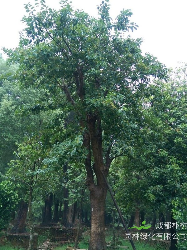 铁冬青有什么功效？