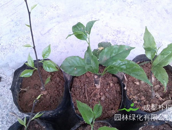 梅叶冬青栽培技术以及采收加工介绍