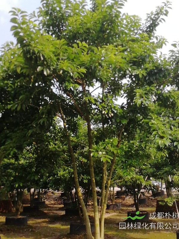 铁冬青为什么叫救必应？