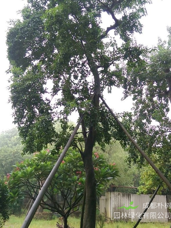 铁冬青大树移植要注意什么问题？