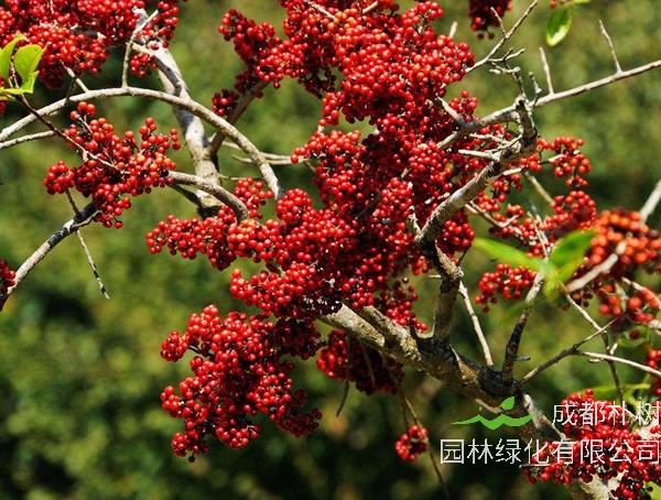 什么时候种植铁冬青最好？