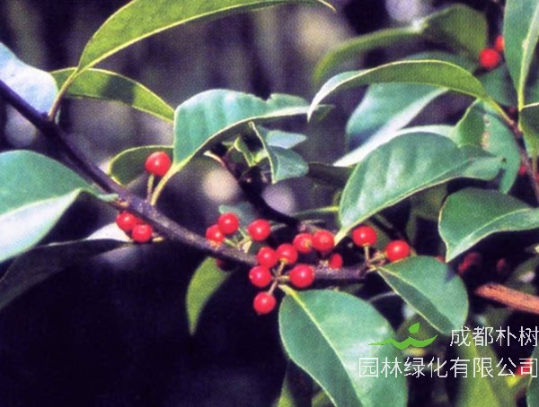 铁冬青的形态特征有哪些？