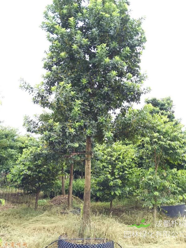 铁冬青树能扦插繁殖吗？