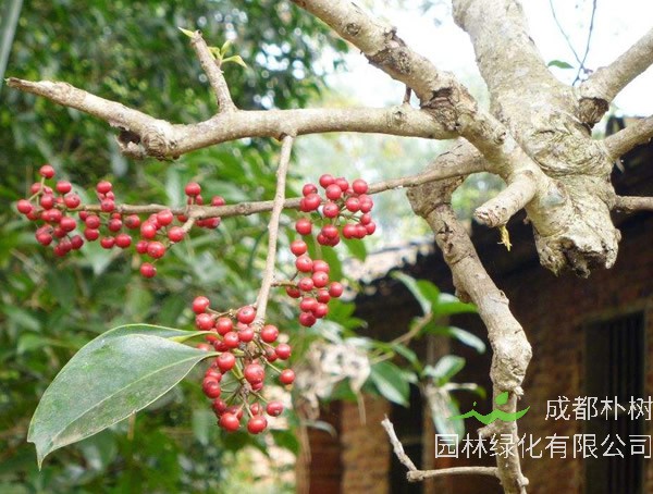 铁冬青树干腐烂怎么处理？