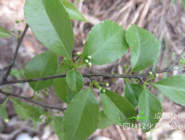 梅叶冬青的栽培技术是什么？