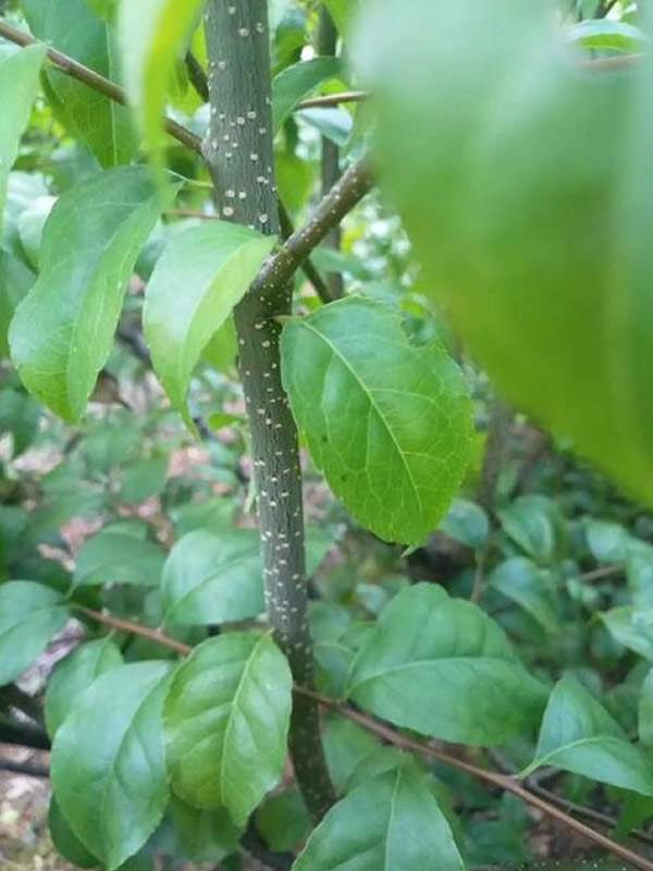 梅叶冬青的形态特征有哪些？