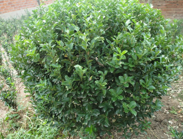 大叶冬青的分布情况是怎样的？