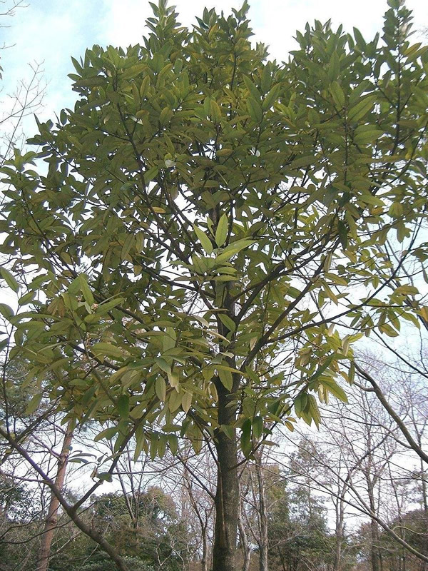 大叶冬青的形态特征是什么样的？