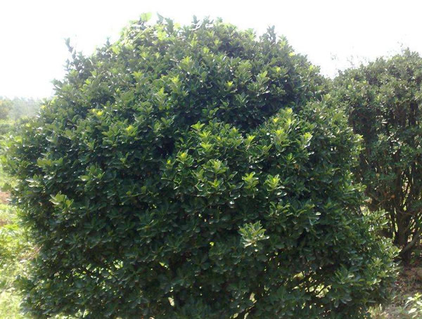 大叶冬青移栽当年树干能长多少？