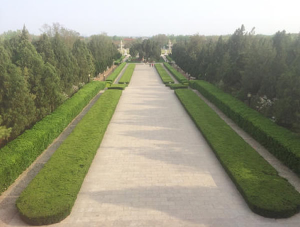 和矮冬青树相似的植物是什么？