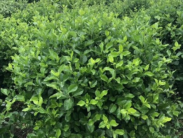 矮冬青为什么刚刚长出来的叶子是红的？