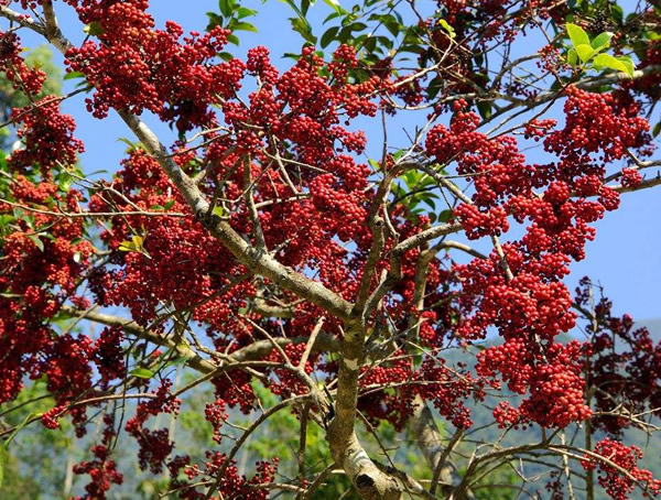 如何区分冬青与铁冬青？