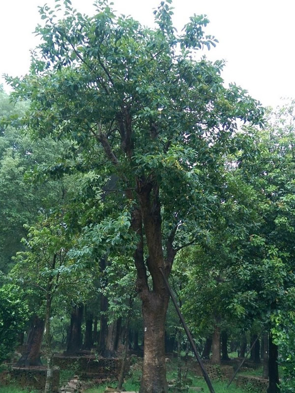 铁冬青有什么功效？