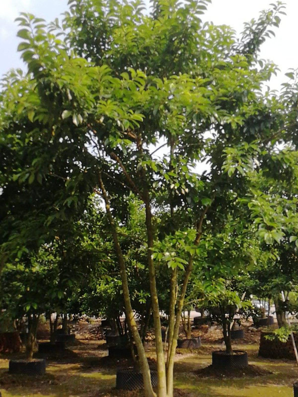 铁冬青为什么叫救必应？