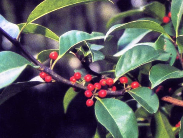 铁冬青的形态特征有哪些？