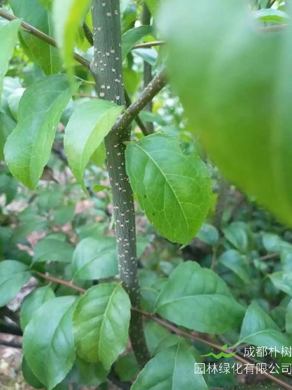 梅叶冬青的形态特征有哪些？