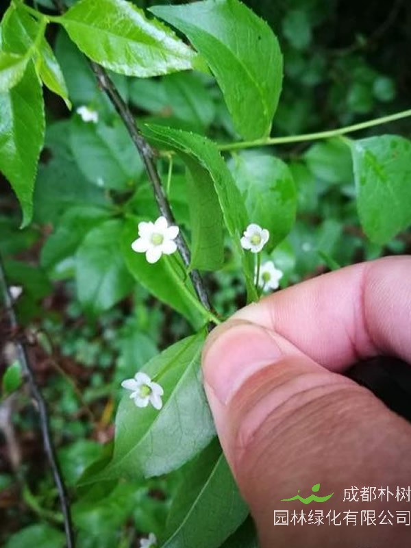 梅叶冬青的地理分布在哪儿？