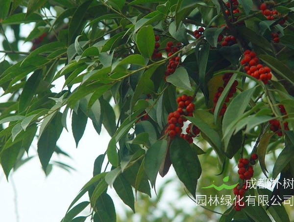 四川冬青价格-图片-形态特征-生长环境-分布范围以及主要变种