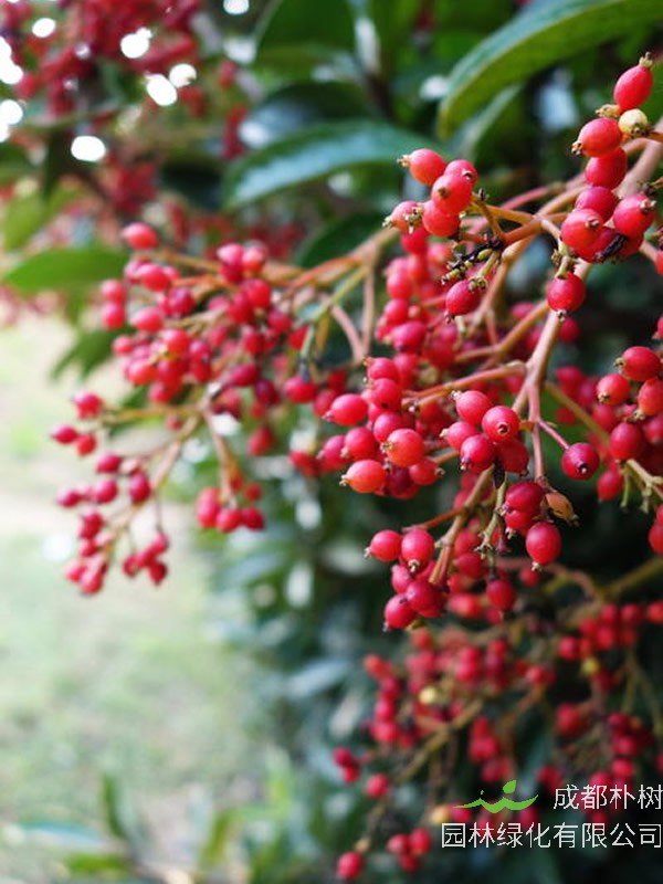 日本珊瑚树的生境概况是怎样的？