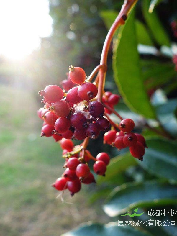 日本珊瑚树为什么可以做防火树？