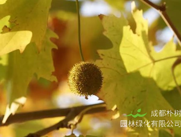 三球悬铃木图片-价格-形态特征-生态习性-分布范围-主要价值以及植物文化