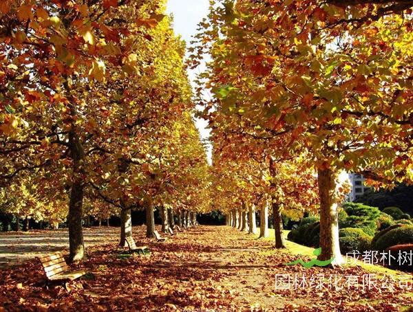 三球悬铃木图片-价格-形态特征-生态习性-分布范围-主要价值以及植物文化