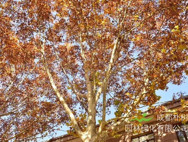 三球悬铃木图片-价格-形态特征-生态习性-分布范围-主要价值以及植物文化