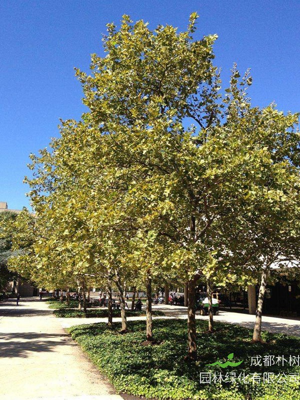 三球悬铃木的繁殖方法、管理养护、病虫防治以及注意事项