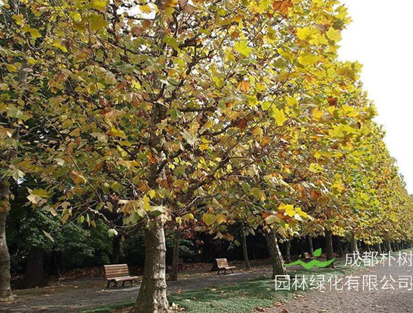 三球悬铃木的繁殖方法、管理养护、病虫防治以及注意事项