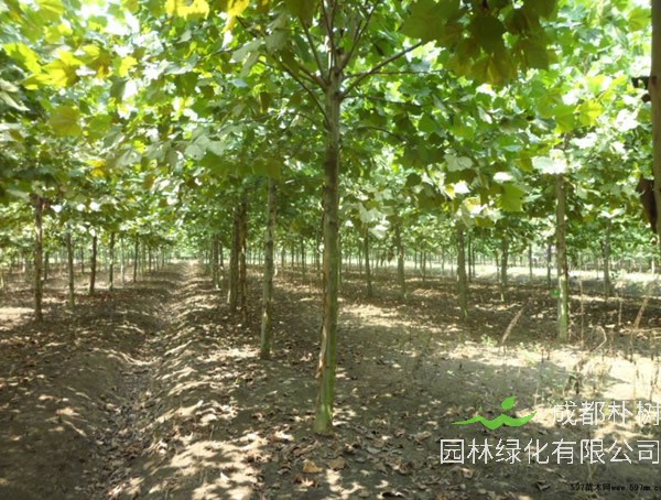 三球悬铃木分布在中国哪些地方？