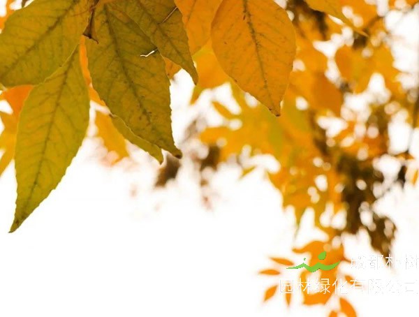 三球悬铃木具有哪些观赏价值？