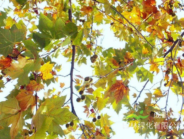 三球悬铃木的形态有哪些特征？