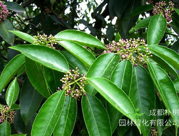 四川冬青价格-图片-形态特征-生长环境-分布范围以及主要变种