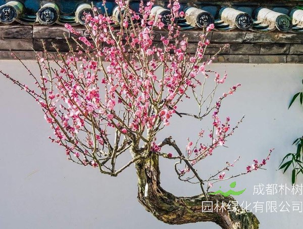 梅树价格-图片-生长环境-分布范围以及主要价值