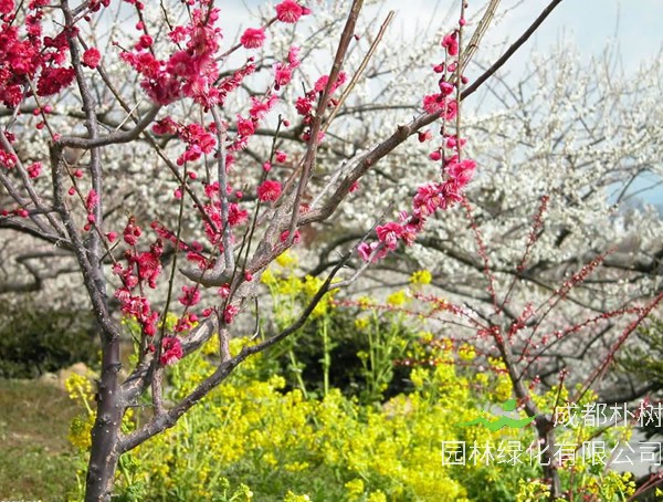 梅树栽培管理、花果管理以及病虫害防治介绍