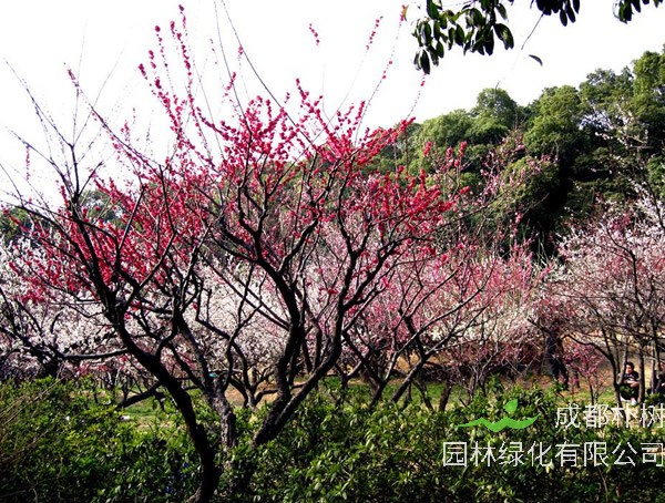 梅树有哪些品种？