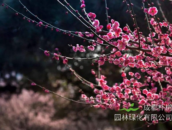 梅树和李树两种树如何区别？