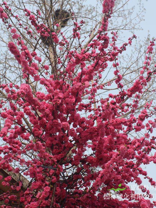 梅树是怎样开花的？