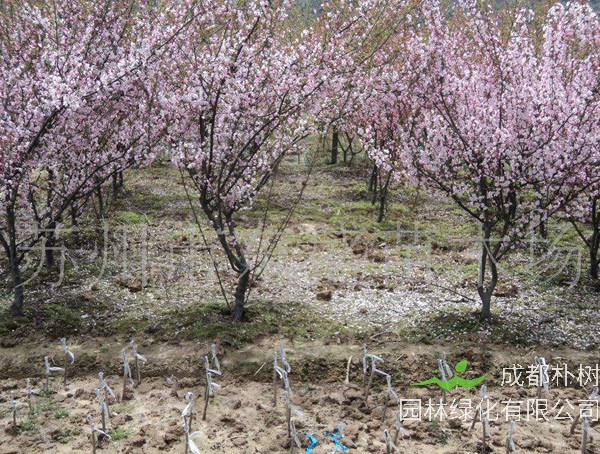梅树生长特性有哪些？