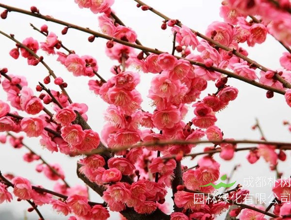 梅树在古代叫什么名字？