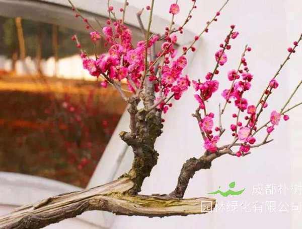 梅树的病虫害防治方法有哪些？