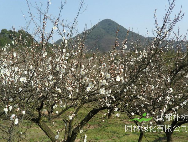 梅树如何施肥？