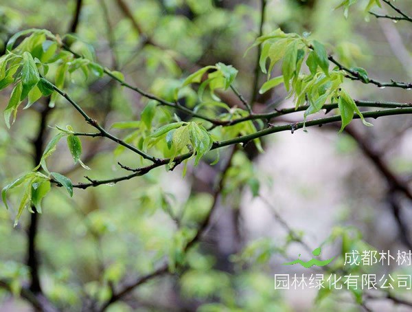 梅树有哪些主要树形？