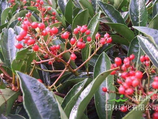 四川冬青价格-图片-形态特征-生长环境-分布范围以及主要变种