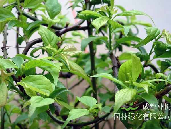 梅树要怎样扦插繁殖？