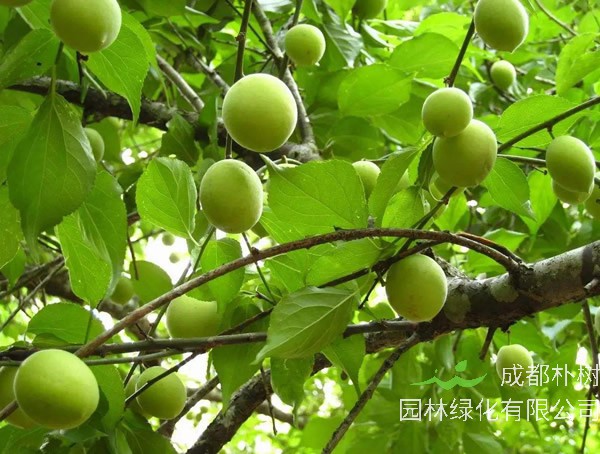 梅树的果实是怎样的？