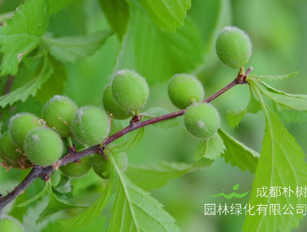 梅树有没有结果子？